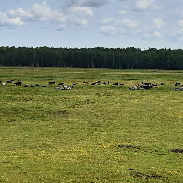 DUNDURI MEADOWS