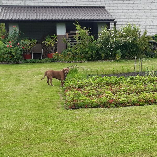 We are picking strawberies for the OPENING CAKE!