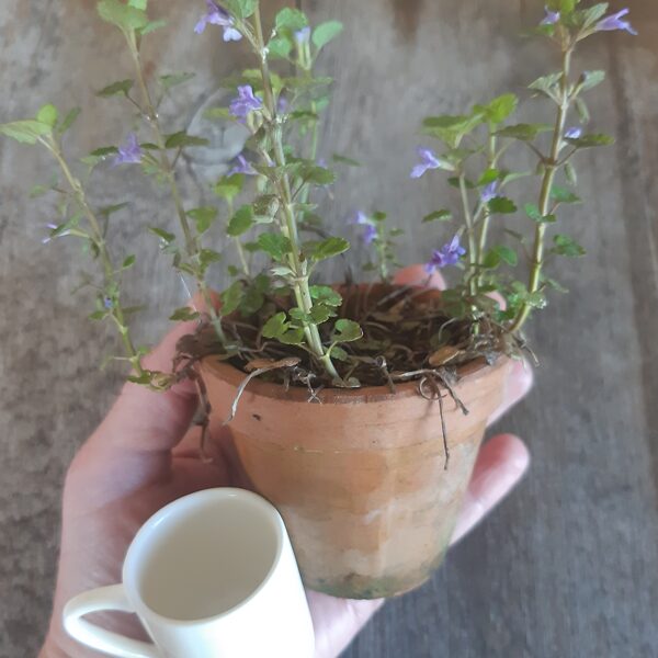 Very little cup and flower pot for painting!