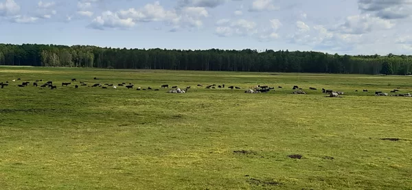 DUNDURI MEADOWS