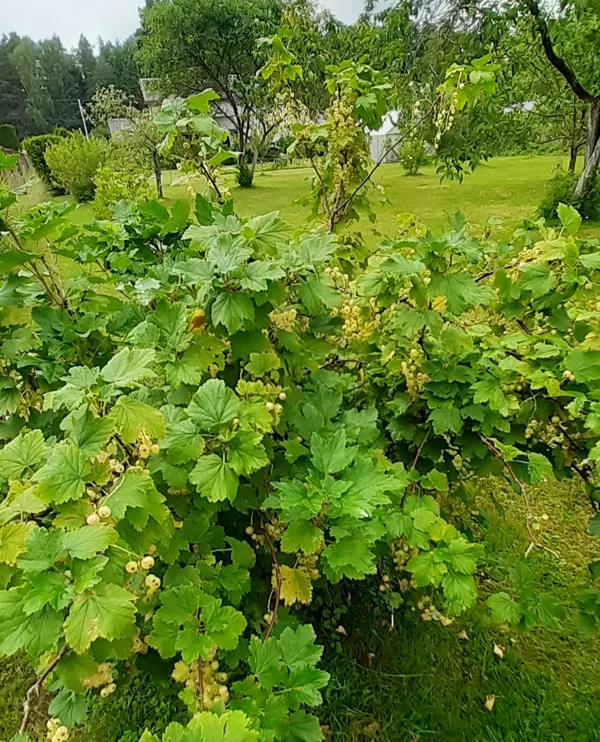Also white currant for my "OPENING CAKE"! 