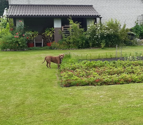 We are picking strawberies for the OPENING CAKE!