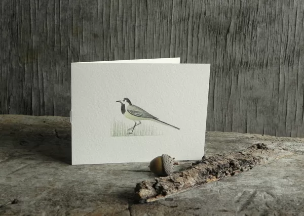 Baltā cielava (Motacilla alba (L.). 12,5x9cm. 2022