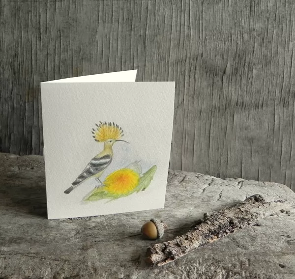 Pupuķis - Badadzeguze (Upopa epops (L.). 13,5x12cm. 2022