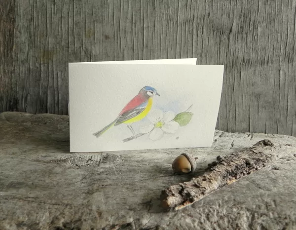 Blue Tit (Parus caeruleus (L.). 15x9cm. 2022