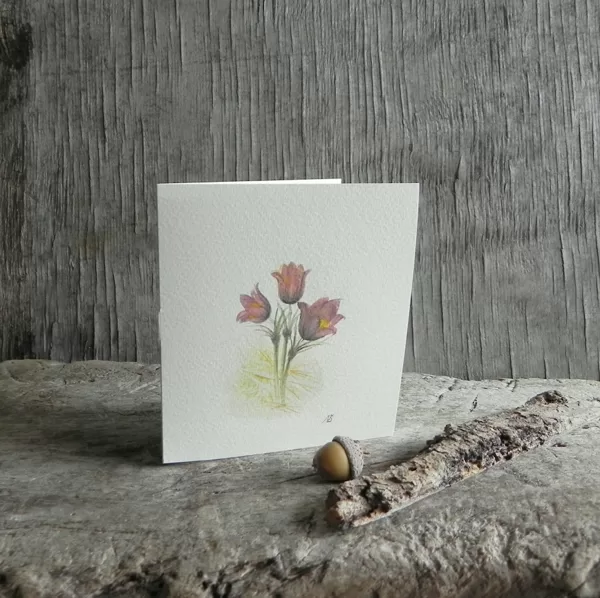 Spreading Pasqueflower (Pulsatilla patens (L.). 12,5x11cm. 2022