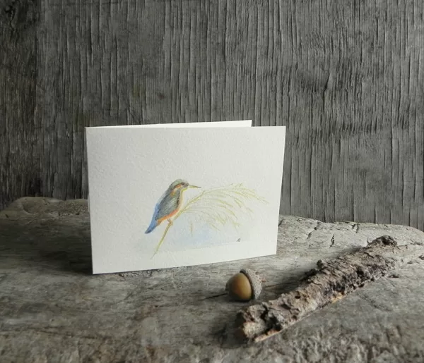 Common Kingfisher (Alcedo atthils (L.). 13x10cm. 2022