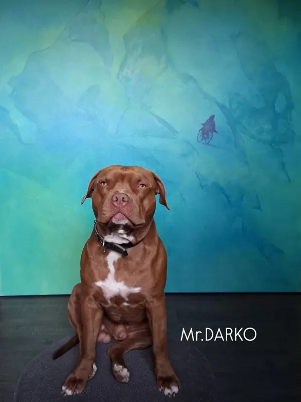 Mr.Darko says - the painting is ready!