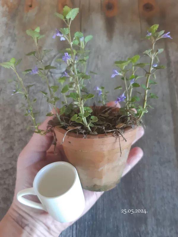 Very little cup and flower pot for painting!